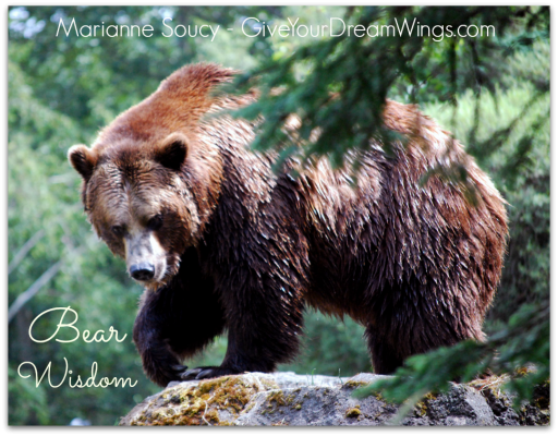 Bear Wisdom: Self-care - Marianne Soucy - Give Your Dream Wings Coaching 