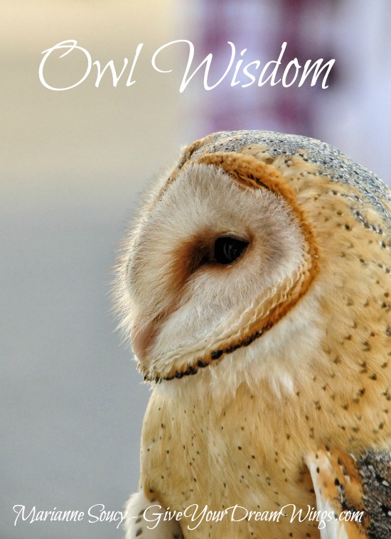Owl wisdom - soul book launch Nov 2015 Marianne Soucy - Give Your Dream Wings