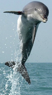 jumping dolphin 400 - Give Your Dream Wings Marianne Soucy